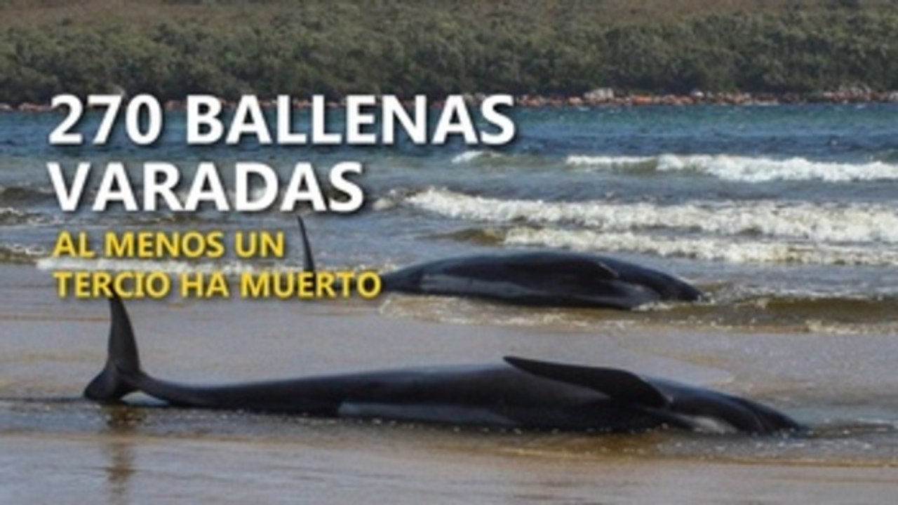 Un tercio de las 270 ballenas varadas en Australia han muerto