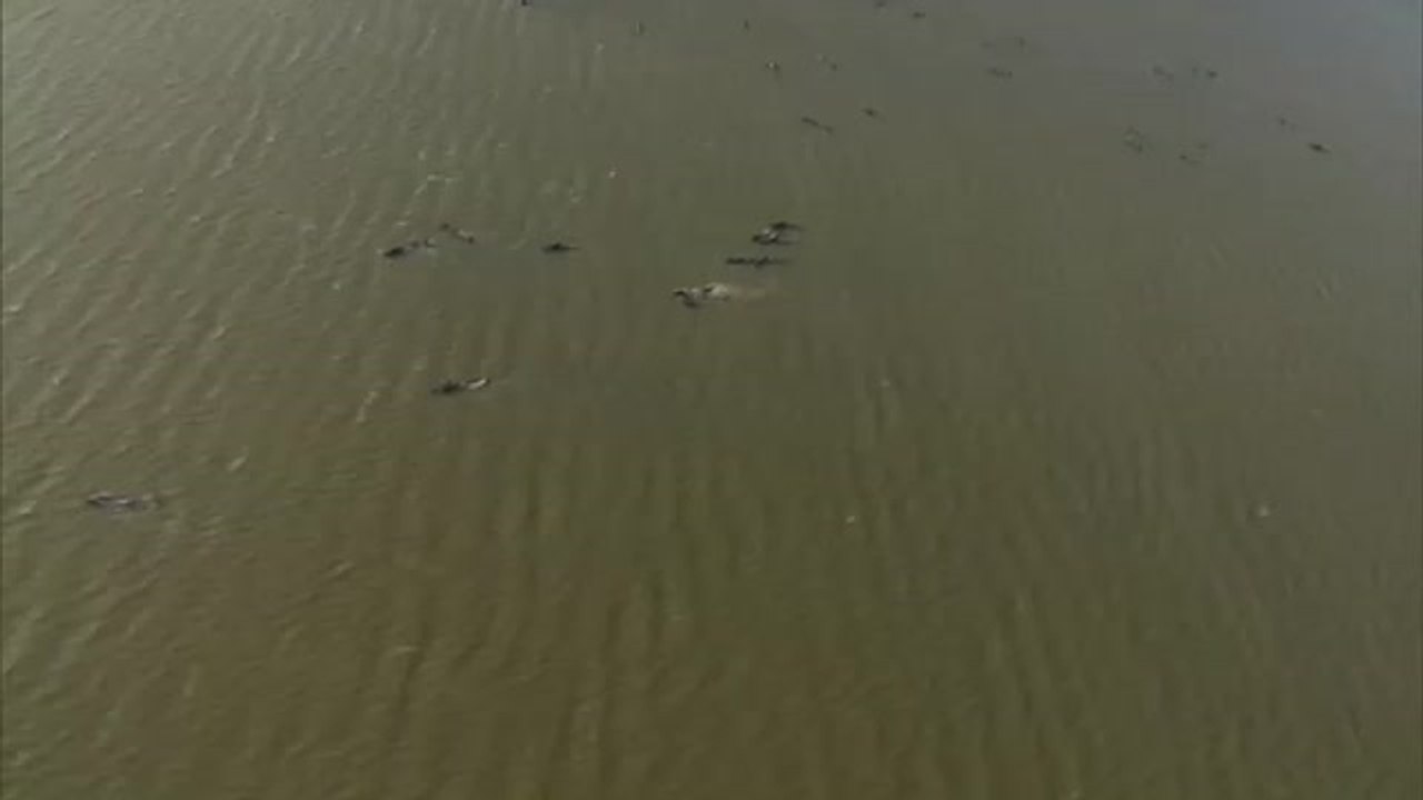 Más de 200 ballenas quedan varadas frente a las costas de Australia