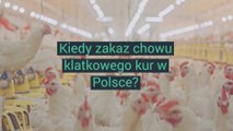Kiedy zakaz chowu klatkowego kur w Polsce?