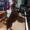 Un chien qui chante tout en jouant au piano