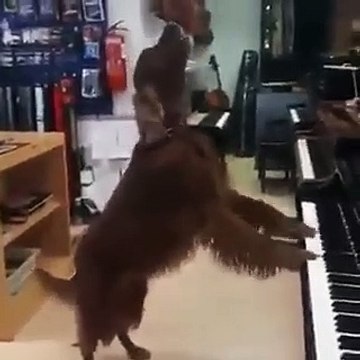 Un chien qui chante tout en jouant au piano