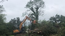 Abattage d’une cinquantaine d’arbres