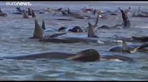 Le temps est compté en Tasmanie pour sauver près de 200 dauphins-pilotes échoués sur le sable