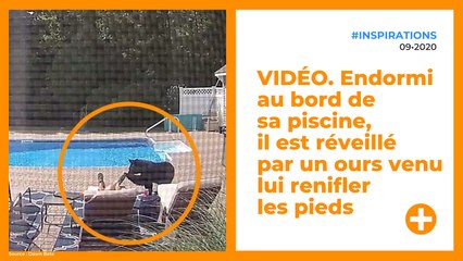 VIDÉO. Endormi au bord de sa piscine, il est réveillé par un ours venu lui renifler les pieds