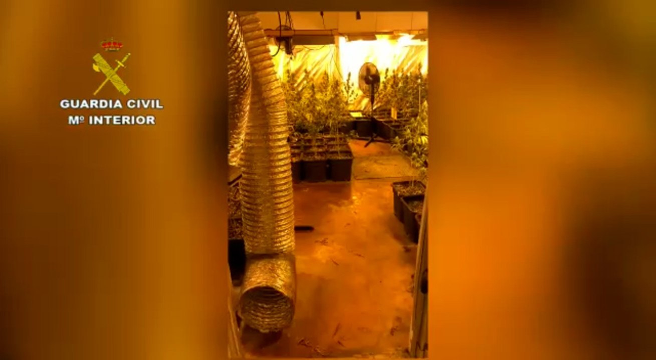 Desarticulada en Barcelona y Tarragona una organización dedicada al tráfico de marihuana