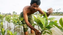 Trying to revive and protect Indonesia's mangroves