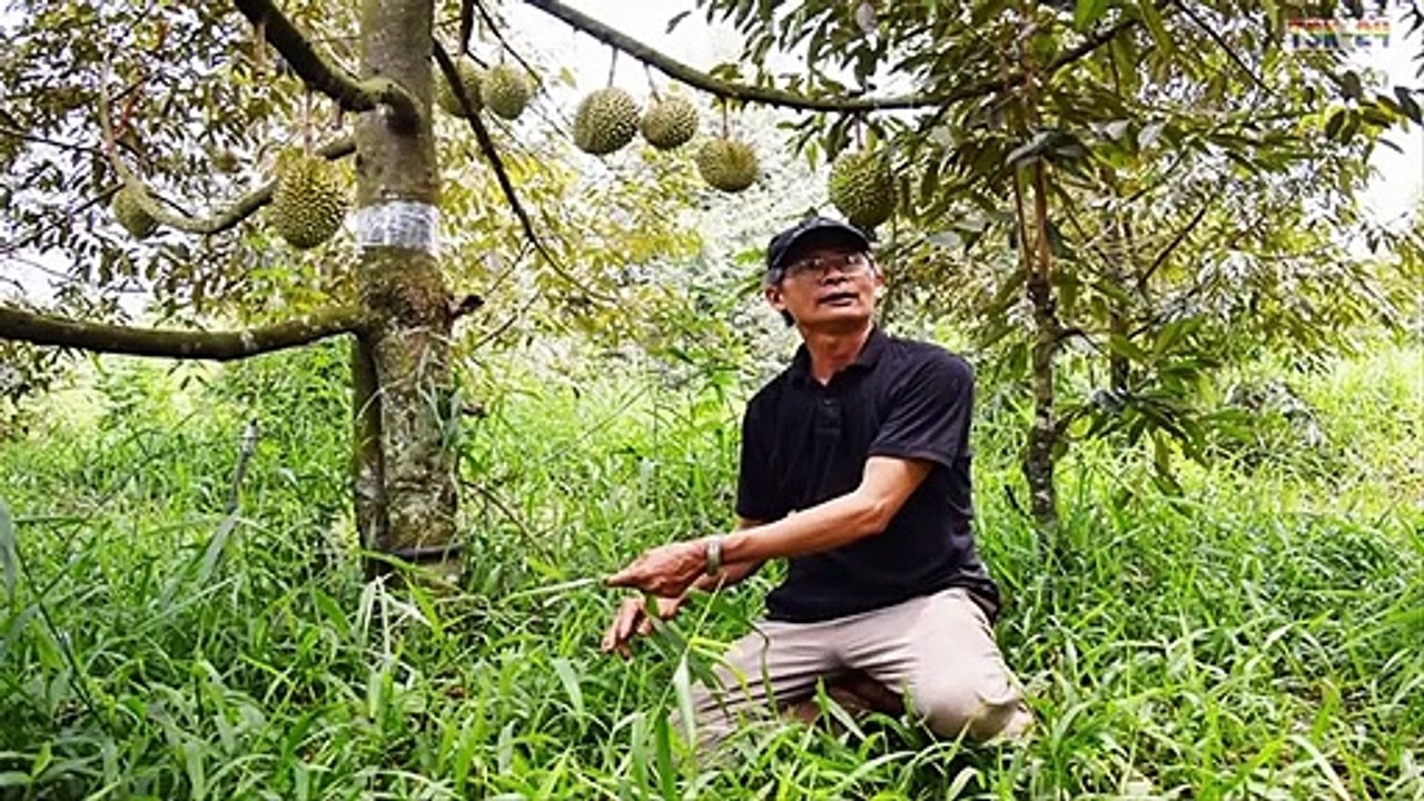 WOW! Amazing Agriculture Technology - Durian