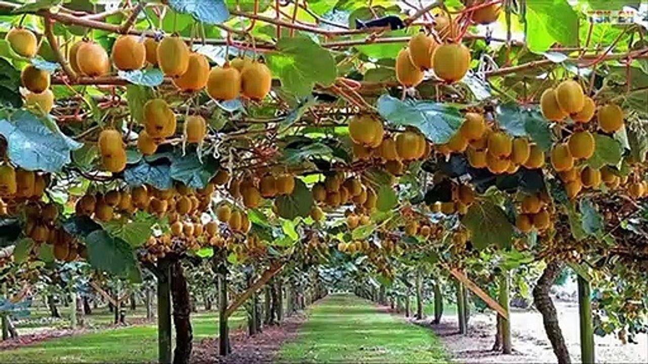WOW! Amazing Agriculture Technology - Kiwi