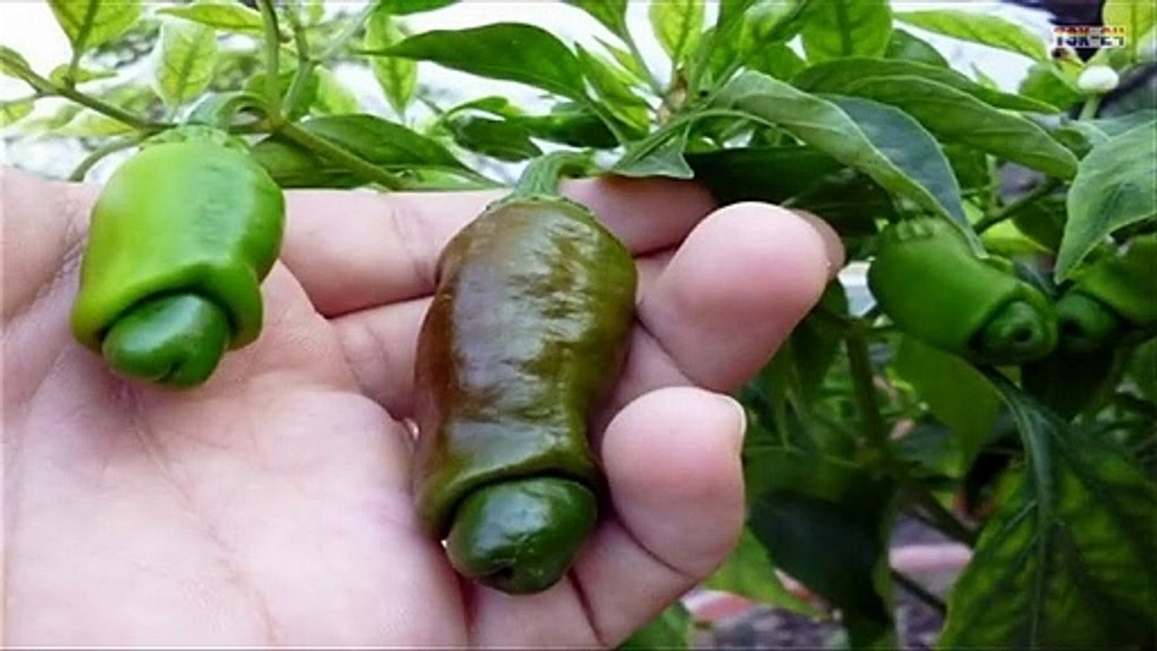 WOW! Strange Fruits And Vegetables - That Look Like Aliens