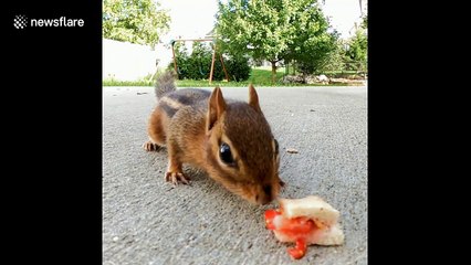 This chipmunk eating a miniature sandwich will make you forget about 2020