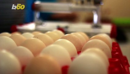 What’s the Difference Between Large Eggs and Jumbo Eggs and Does It Matter?