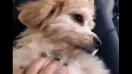 The funniest animals the best videos of 2020 of the  coolest animals ever