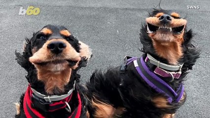 Dogs Pose For Camera With Enormous Smiles as Heavy Winds Reveal Pearly Whites