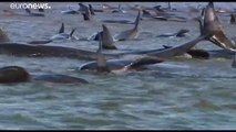 Le temps est compté en Tasmanie pour sauver près de 200 dauphins-pilotes échoués sur le sable