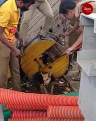 Chennai officials rescue a dog stuck in a cable reel drum #TNMGoodNews