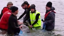 Rescatistas luchan por salvar casi 200 ballenas varadas en Australia
