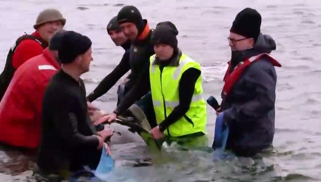 Rescatistas luchan por salvar casi 200 ballenas varadas en Australia