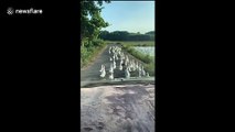 Dozens of ducks walk along road blocking car behind in Vietnam