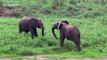 Two bull elephants fight for best spot at watering hole in South Africa