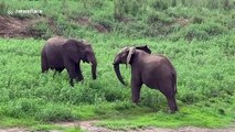 Two bull elephants fight for best spot at watering hole in South Africa