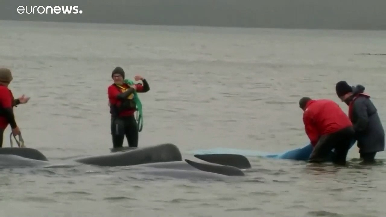 Grindwal-Drama in Tasmanien: Dutzende Tiere sind bereits verendet