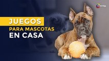 7 Juegos para para tu mascota que puedes hacer desde casa - Mascotas