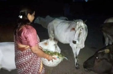 ओबीसी मोर्चा की जिला अध्यक्ष दिखी गौ सेवा करती हुई