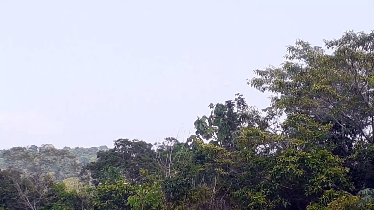 [SBEG Spotting]Airbus A321 PT-MXO na final antes de pousar em Manaus vindo de Brasília(22/09/2020)