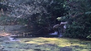 Relax,Ruisseau se jette dans un étang: son pour se détendre,cool..zen 30 minutes.