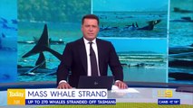 270 whales stranded along Tasmanian coast