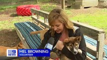 Orphaned dingo cub saved by farmer