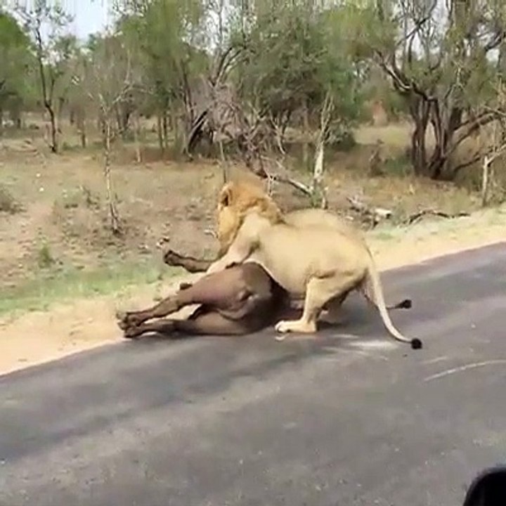 Fight lion verses buffalo let's see who,s win this battle if u like it ,please like ,share comment and follow my channel..