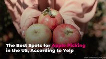 The 50 Best Spots for Apple Picking in the US, According to Yelp