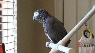 Hungry parrot adds pizza to his grocery list