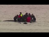 Stranded pilot whales rescued in Australia
