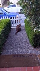 Mountain Lion Watching Children Play