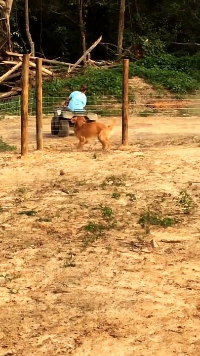 Excited Golden Retriever Tries Running Through a Fence