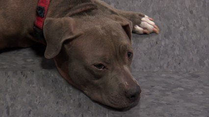 National Dog Week and Lost Our Home Pet Rescue