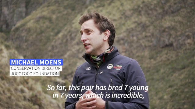 Andean condor pair gives Ecuador's conservationists a ray of hope