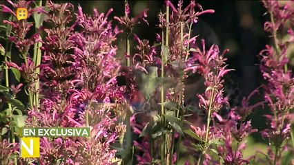 ¡La madre de Karla Luna, asegura que su hija se manifiesta en forma de colibrí! | Ventaneando