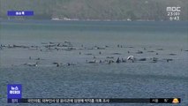 [이슈톡] 호주 해안서 '고래 떼죽음' 미스터리