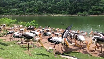 Stork and Pelican Compete for Thrown Fish at Thai Zoo