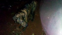 Moradora do Cataratas pede ajuda para resgate de cão atropelado por ônibus
