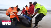Around 270 whales stranded off west coast of Tasmania, Australia