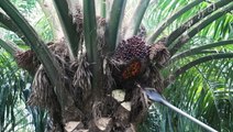Palm oil can have devastating effects on the communities that make it — and companies are racing to find a sustainable solution