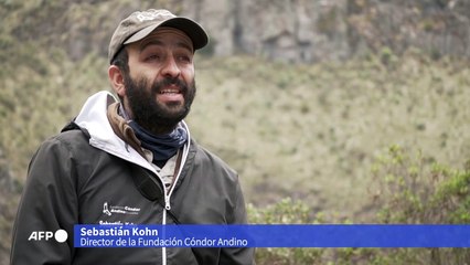 Una pareja entregada a su nido, la carta de salvación de los cóndores andinos