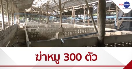 พบโรคระบาดหมูที่พะเยา ทำลายทิ้งกว่า 300 ตัว