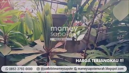 TERMURAH!!! +62 852-2792-0000, Harga Bibit Mamey Sapote