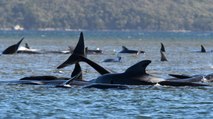 Hundreds of Whales Stranded in Australia