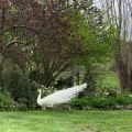 This AMAZING White Peacock will leave you in AWE!!